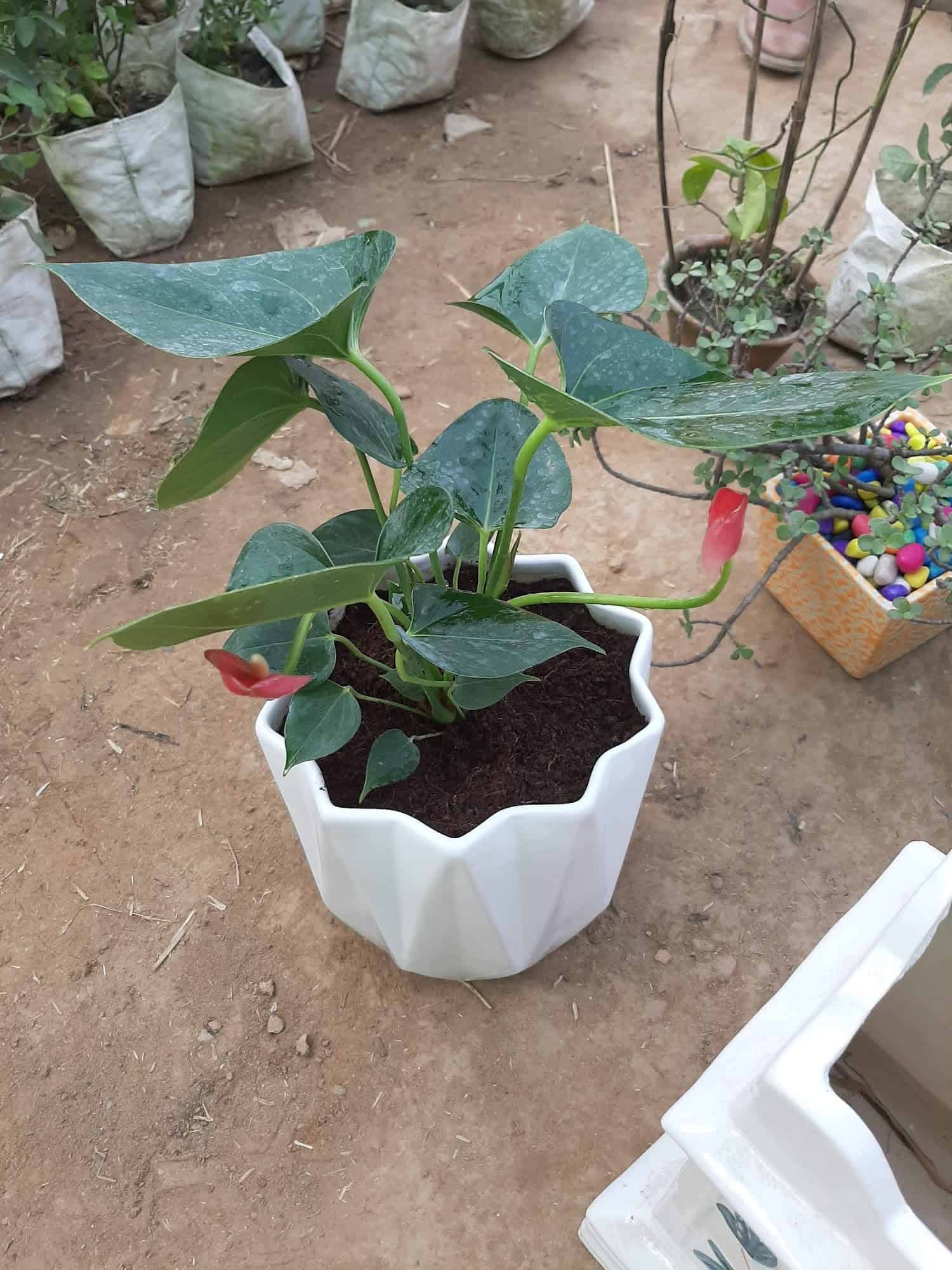 Green Nursery in Anisabad,Patna Best Fruit Plant Nurseries in Patna