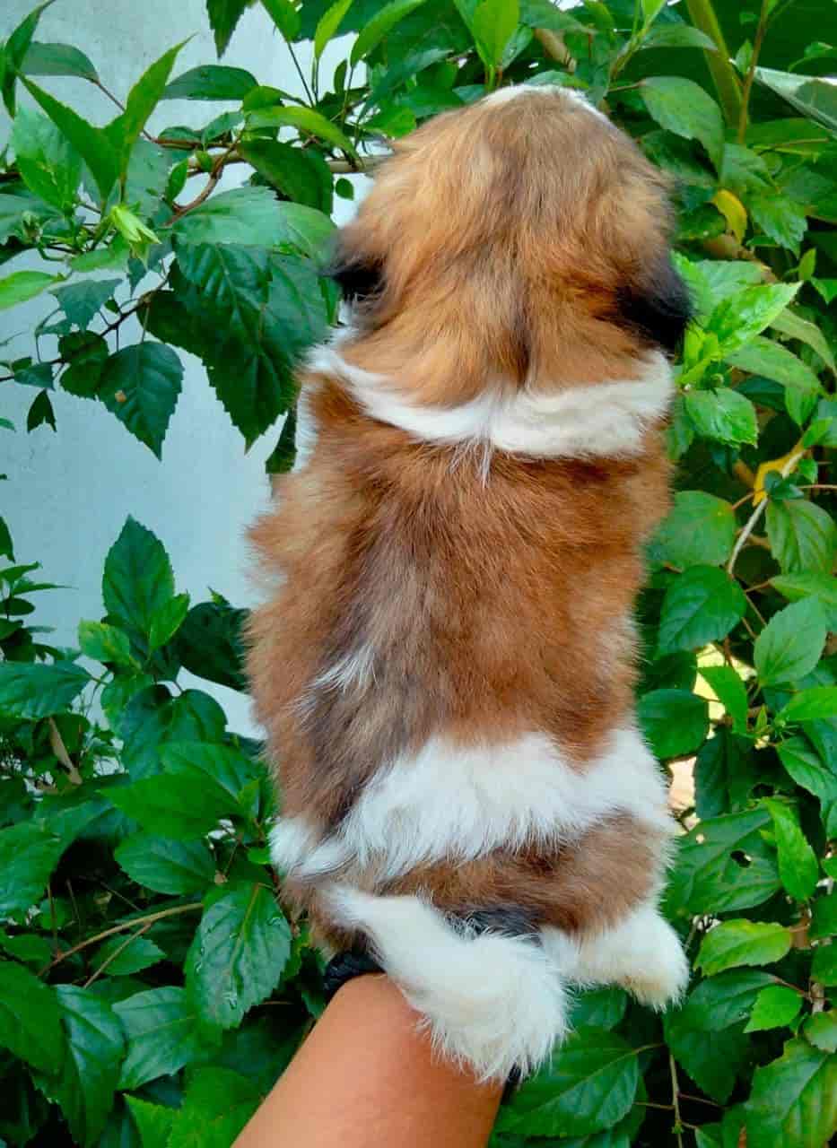 Pets Paradise Pondy in Kottakuppam,Pondicherry Best Pet Shops in