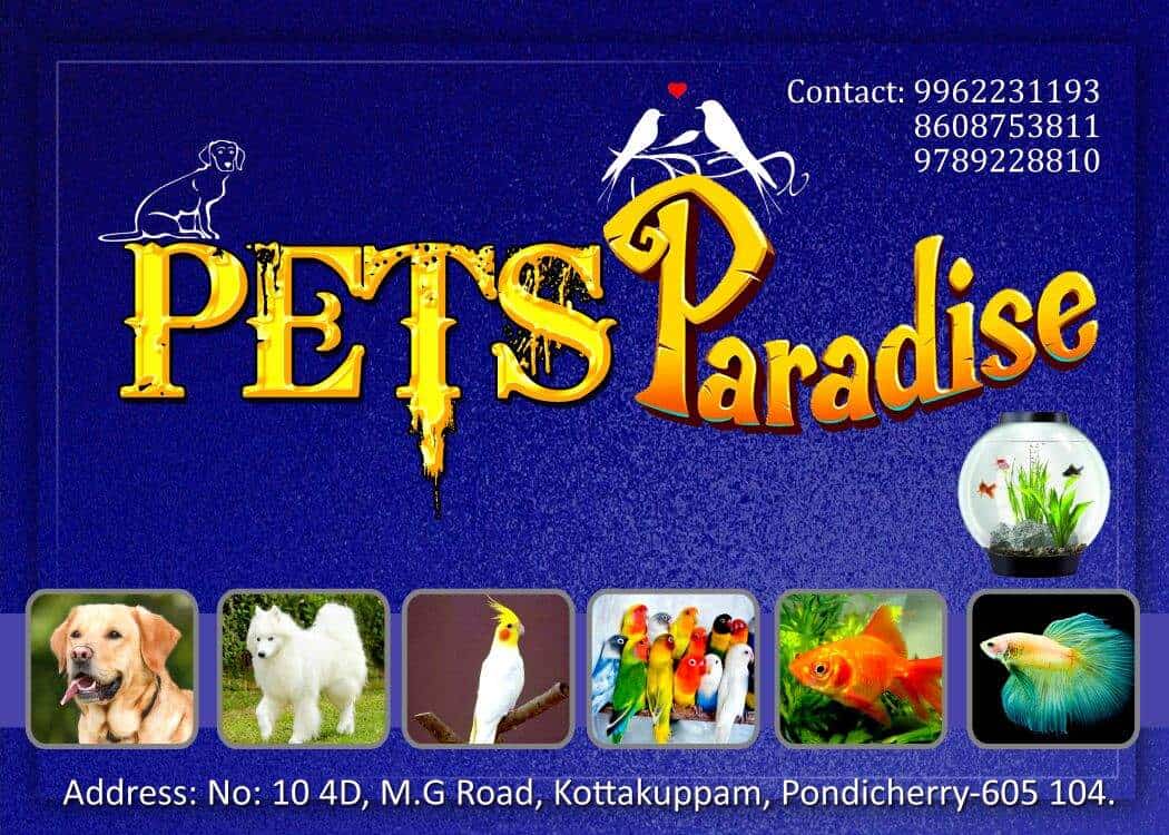 Pets Paradise Pondy in Kottakuppam,Pondicherry Best Pet Shops in