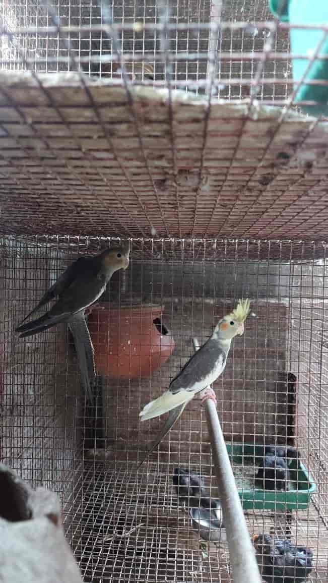 Pets Paradise Pondy in Kottakuppam,Pondicherry Best Pet Shops in