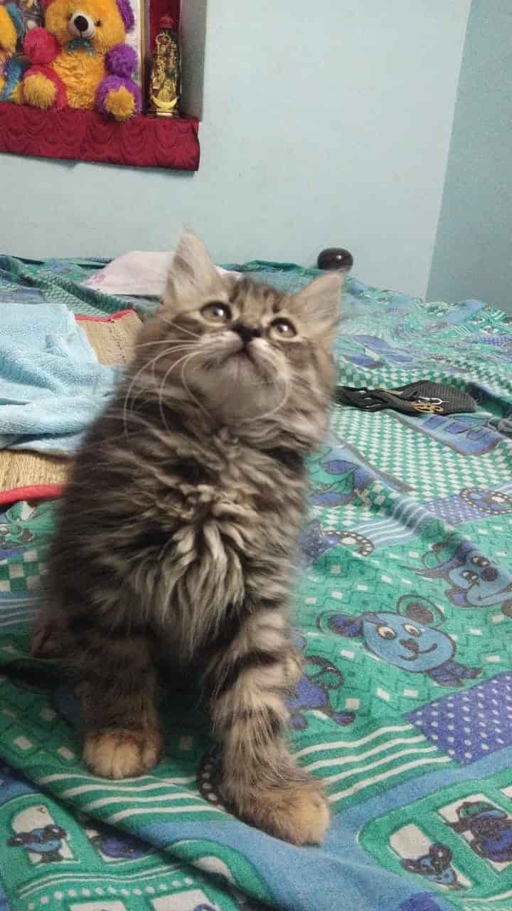 Pets Paradise Pondy in Kottakuppam,Pondicherry Best Pet Shops in