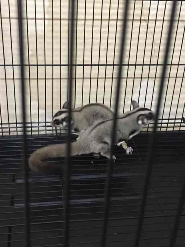 Pets Paradise Pondy in Kottakuppam,Pondicherry Best Pet Shops in