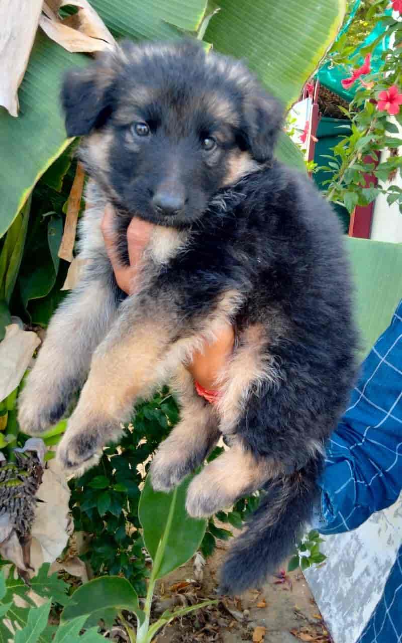 Pets Paradise Pondy in Kottakuppam,Pondicherry Best Pet Shops in