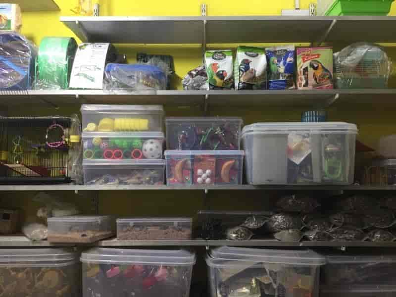 Top Pet Shops For Birds in Pondicherry Best Bird Shops Pondicherry