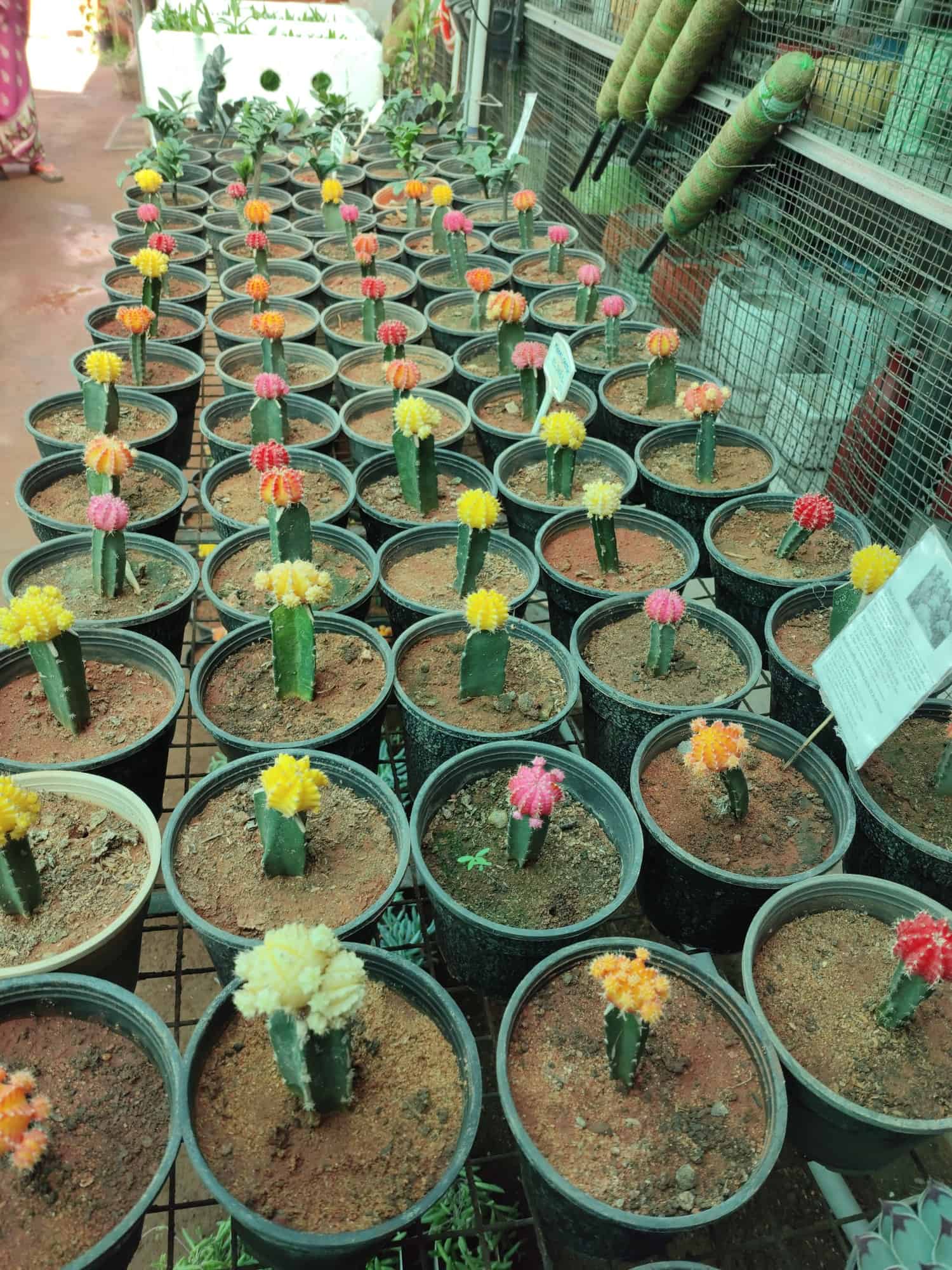 Top Nursery Plants Manufacturers in Nellithope, Pondicherry नर्सरी