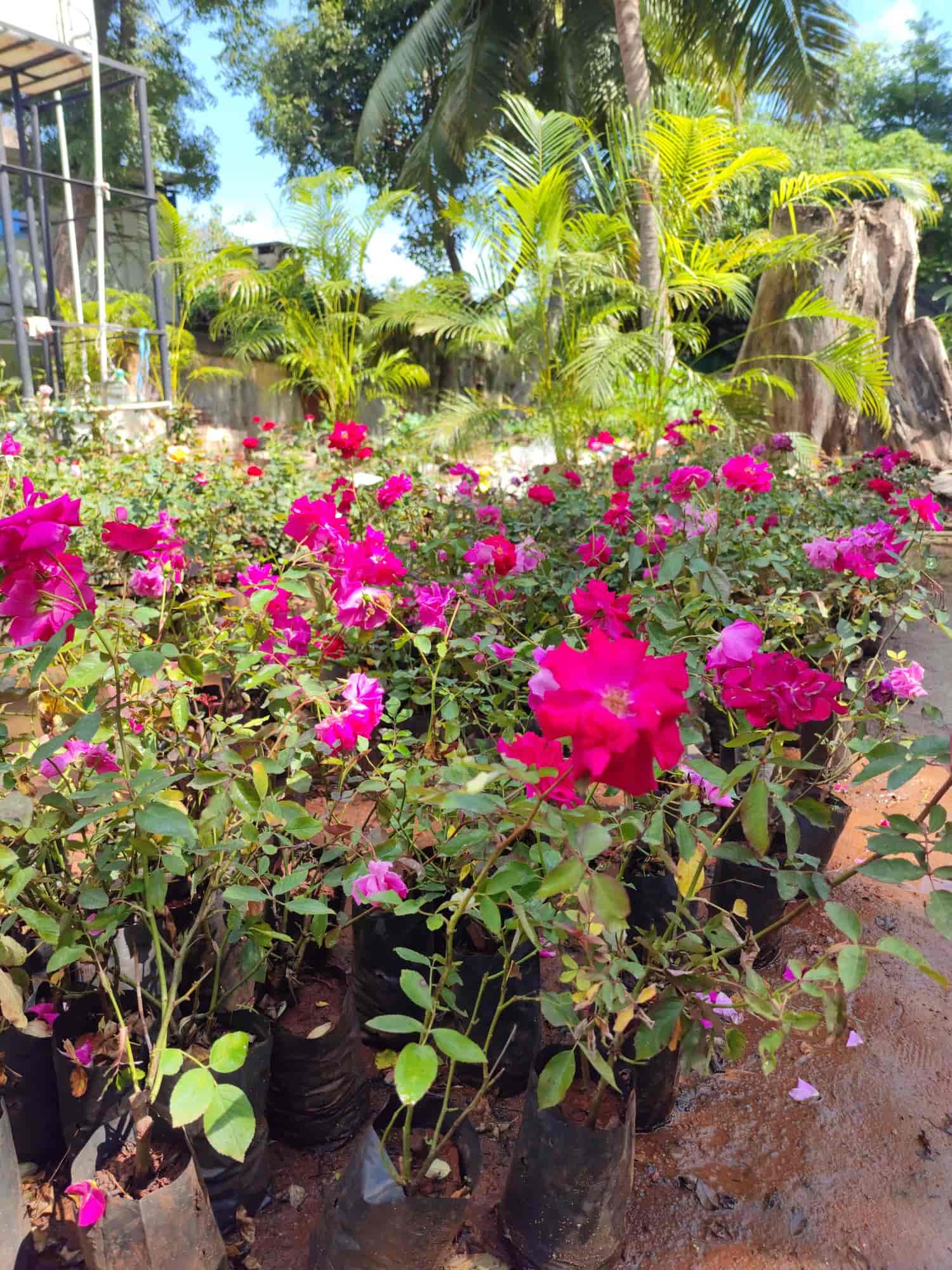 Top Nursery Plants Manufacturers in Nellithope, Pondicherry नर्सरी