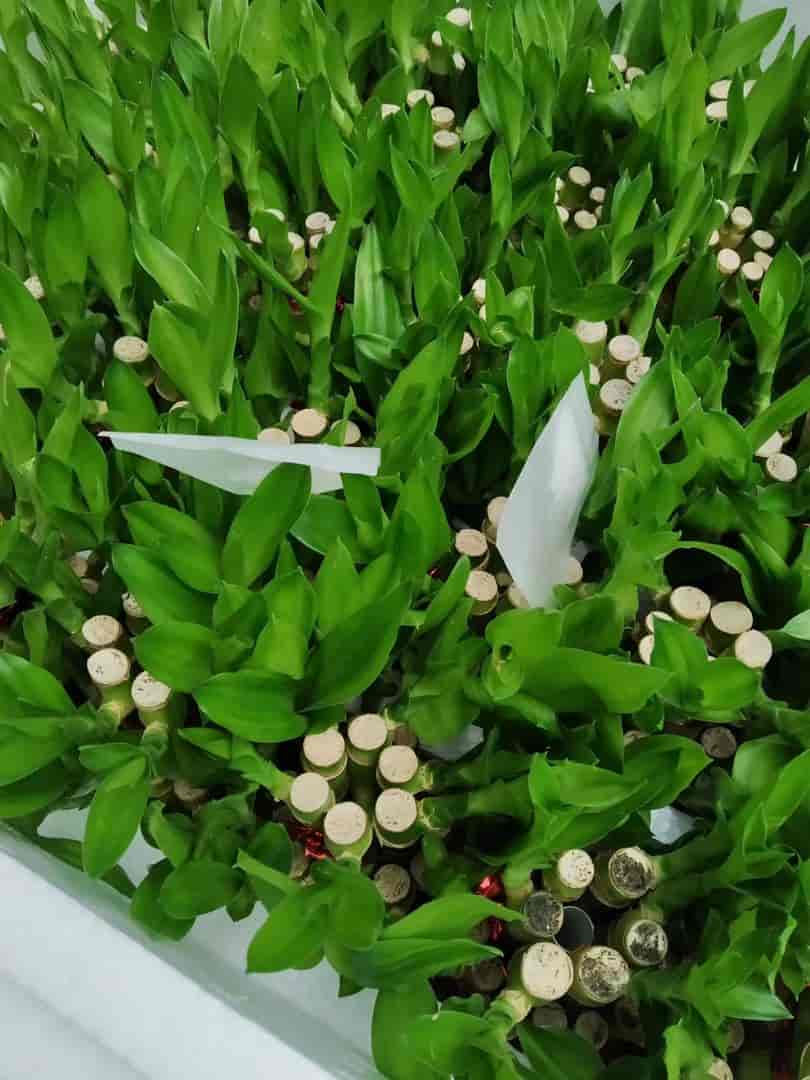 Top Ilan Plant Nurseries in Trichy Best Ilan Plant Nurseries near me