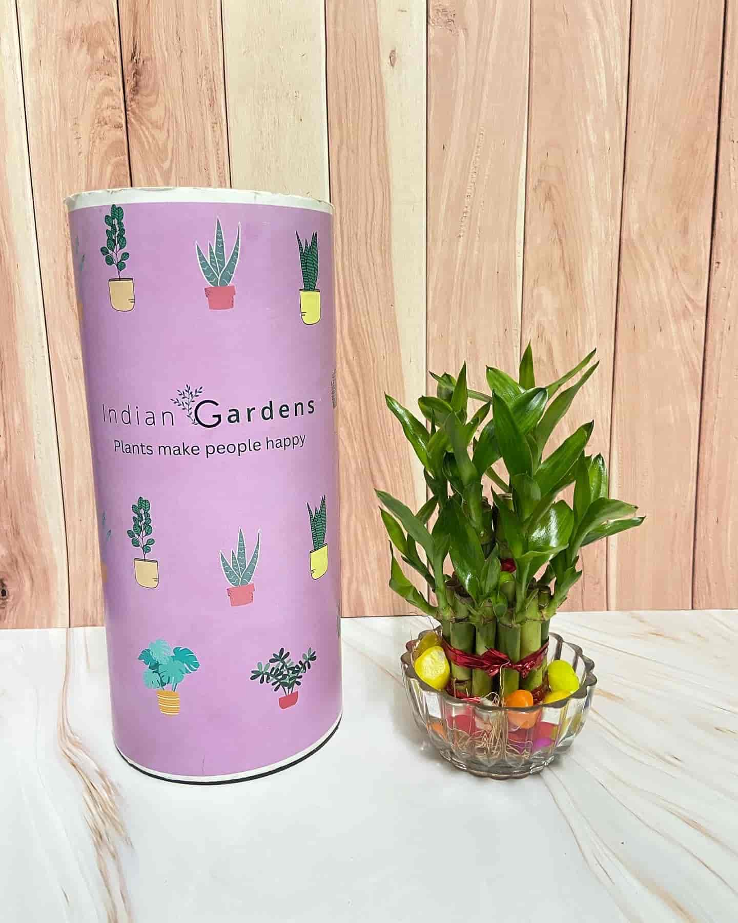 Top Ilan Plant Nurseries in Trichy Best Ilan Plant Nurseries near me