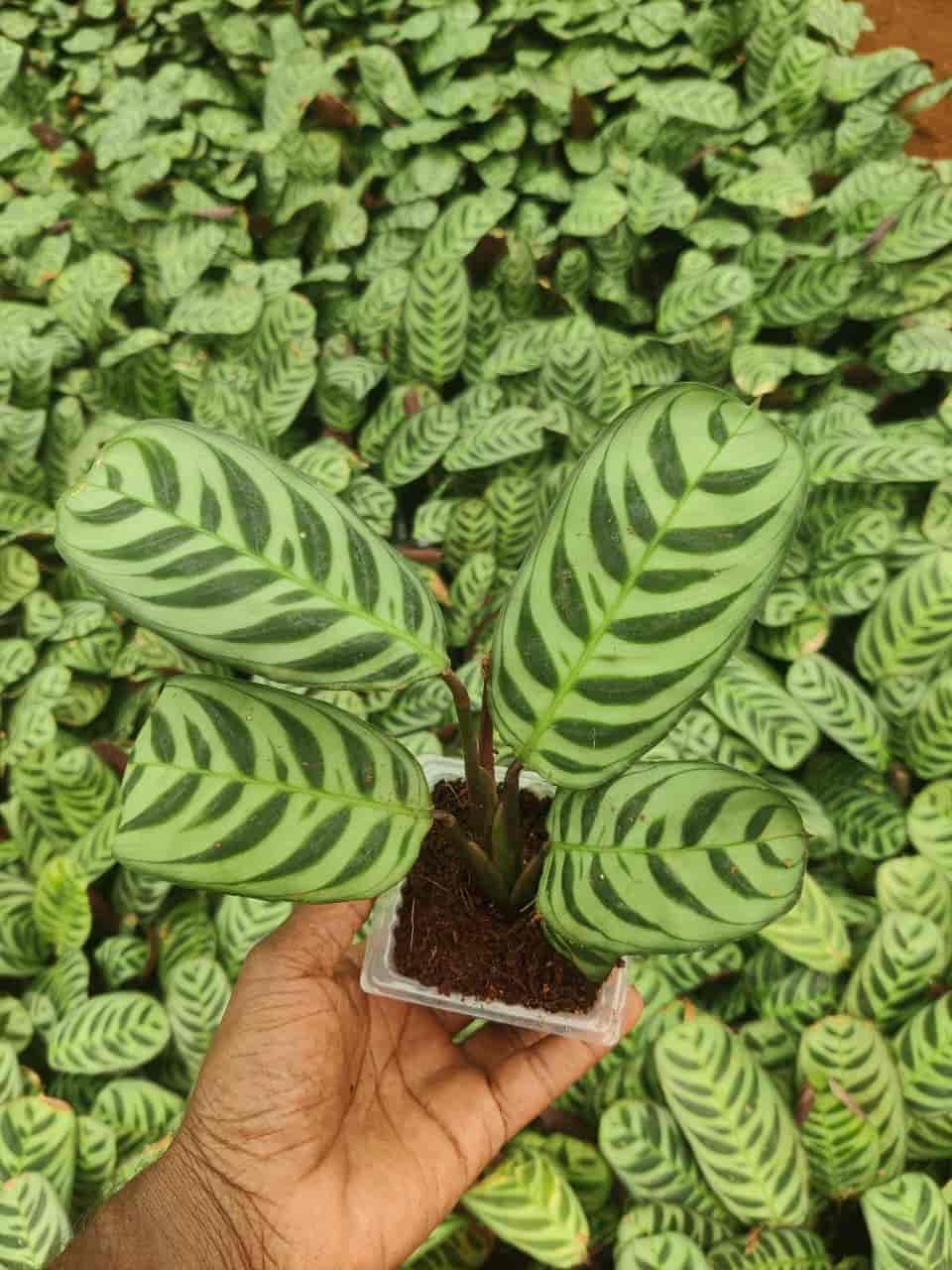 Top Ilan Plant Nurseries in Trichy Best Ilan Plant Nurseries near me