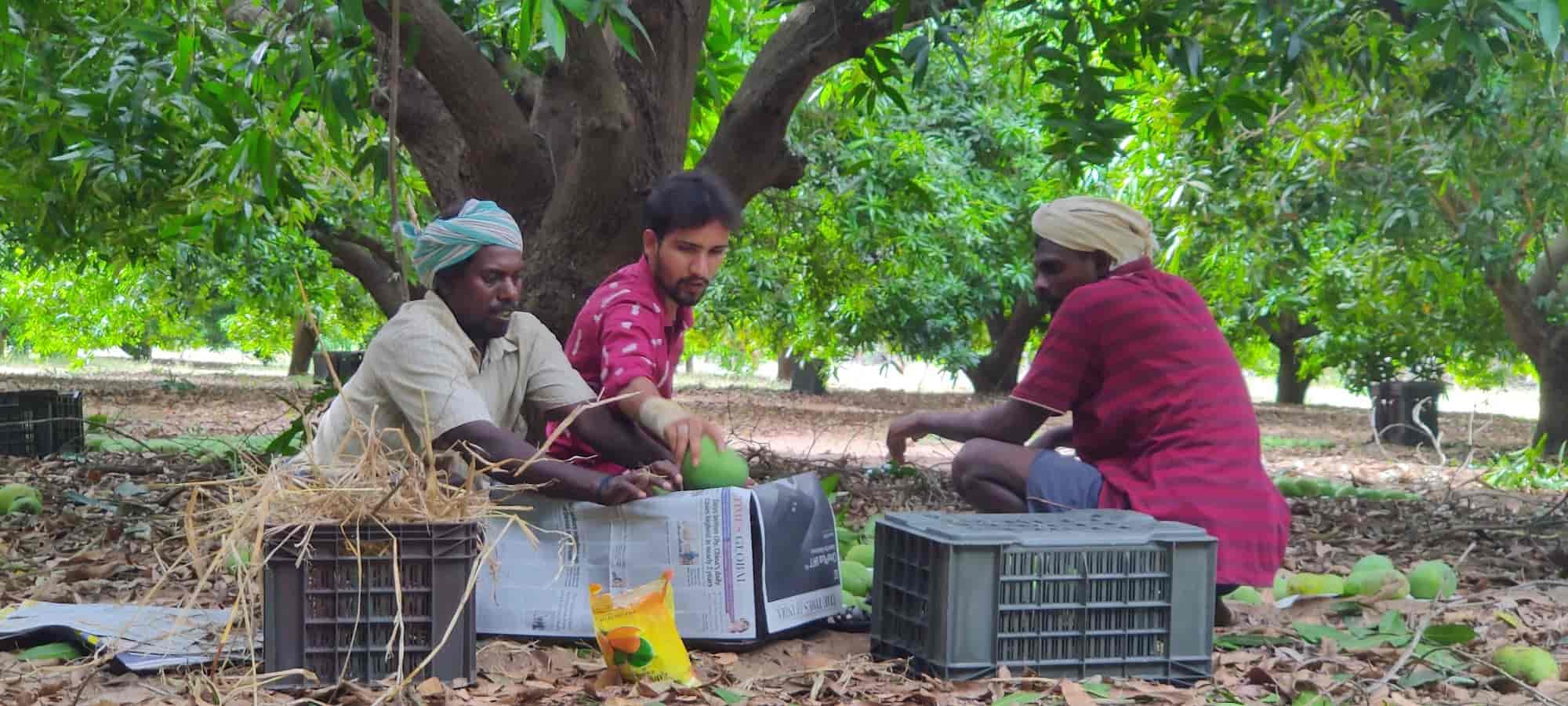 Ulavapadu Mangoes in K Rajupalem,Prakasam Best Organic Mango