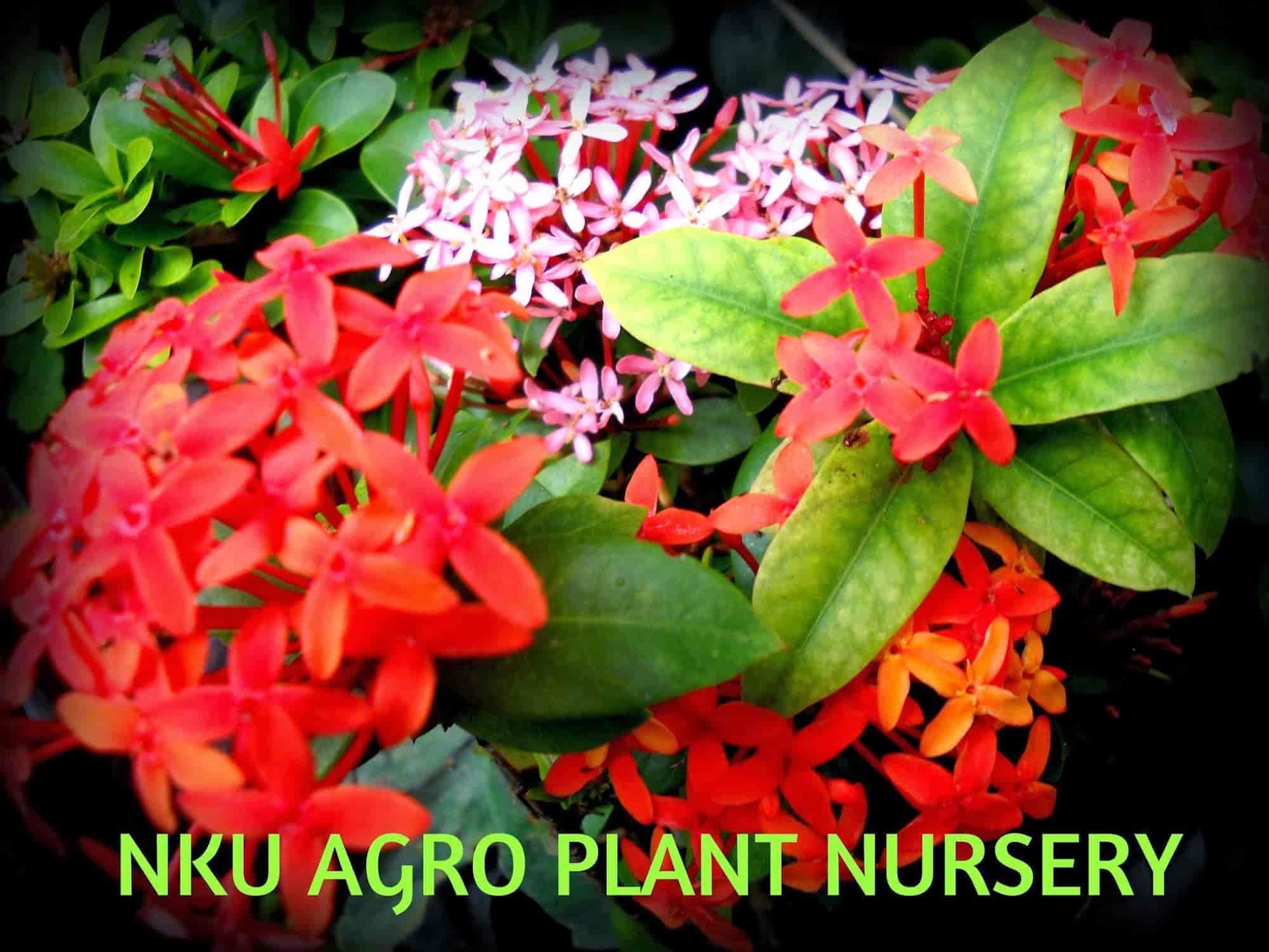 Top Plant Nurseries in Quarter Gate,Pune Best Government Plant