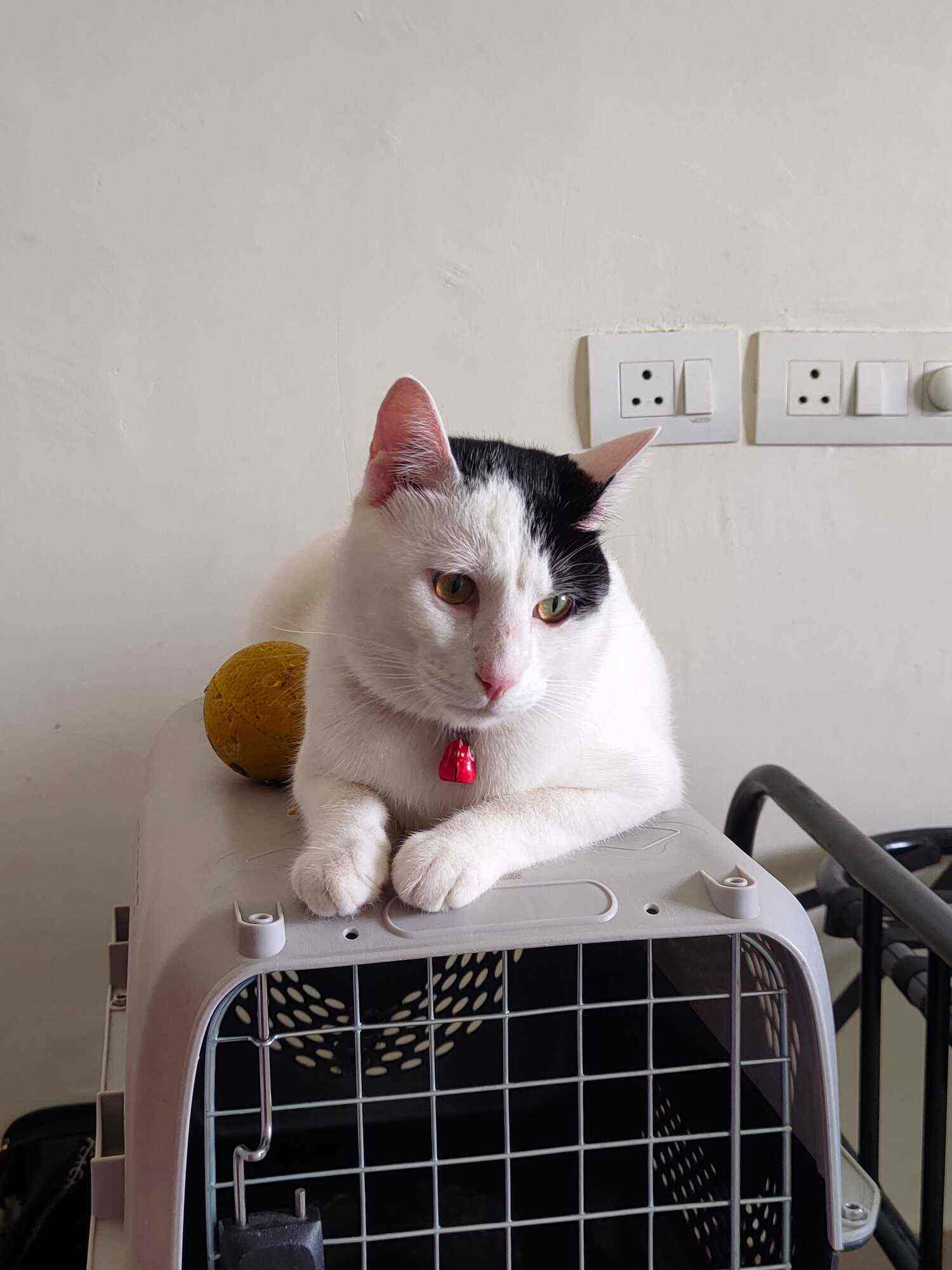 Simba Cat Sitting And Day Care in Mahalunge,Pune - Best Cat Hostels ...