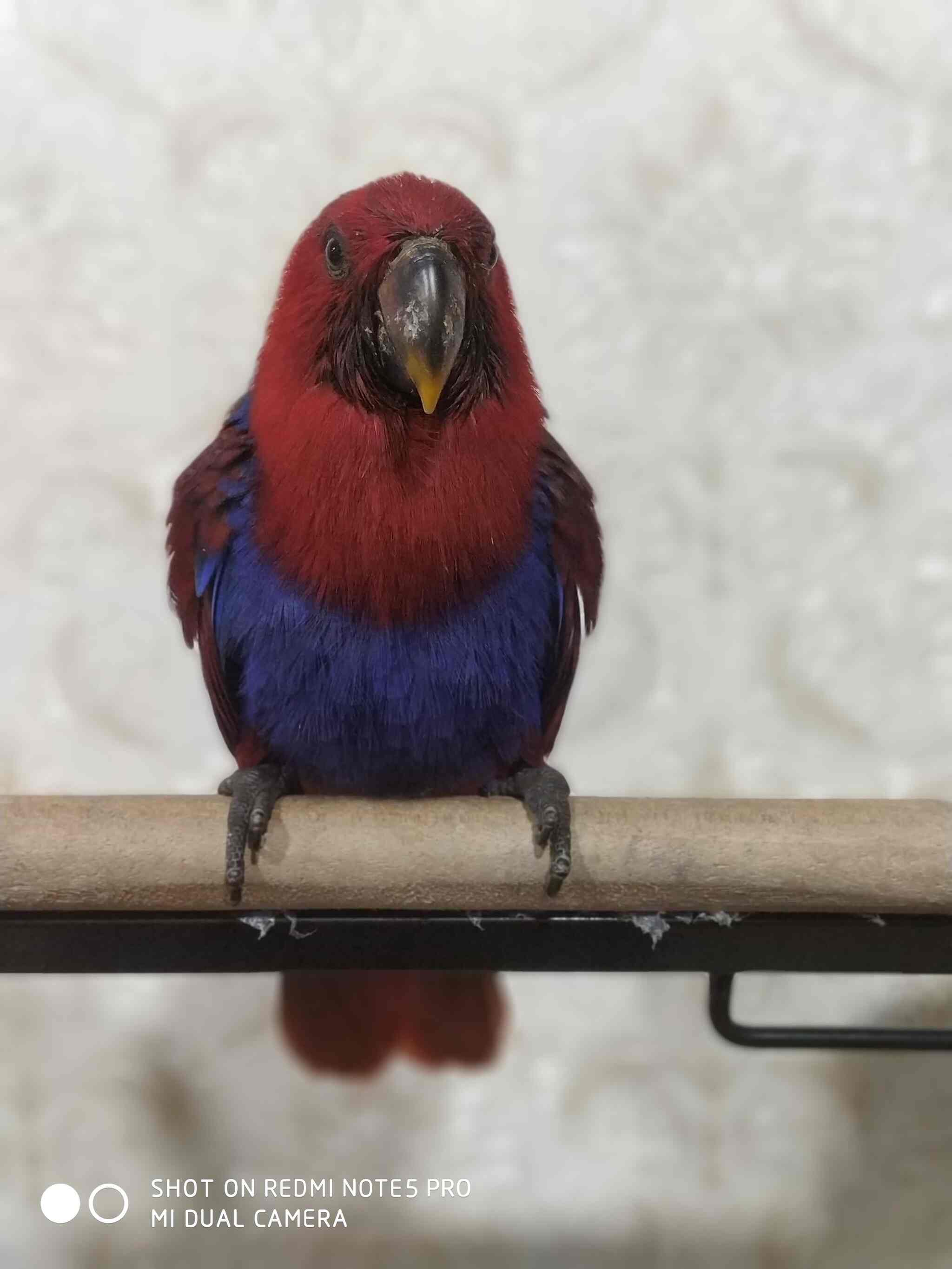 salman exotic pet shop