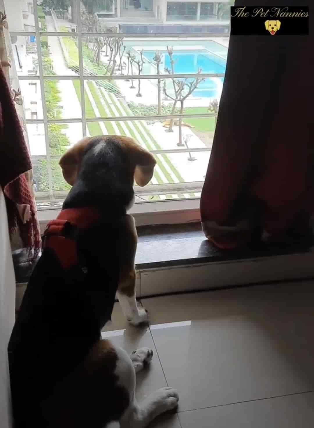 Top Dog Creche in Viman Nagar Best Dog Day Care Centres Pune near me