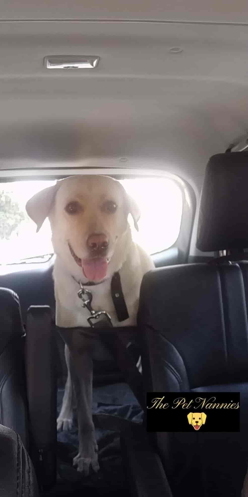 Top Dog Creche in Viman Nagar Best Dog Day Care Centres Pune near me