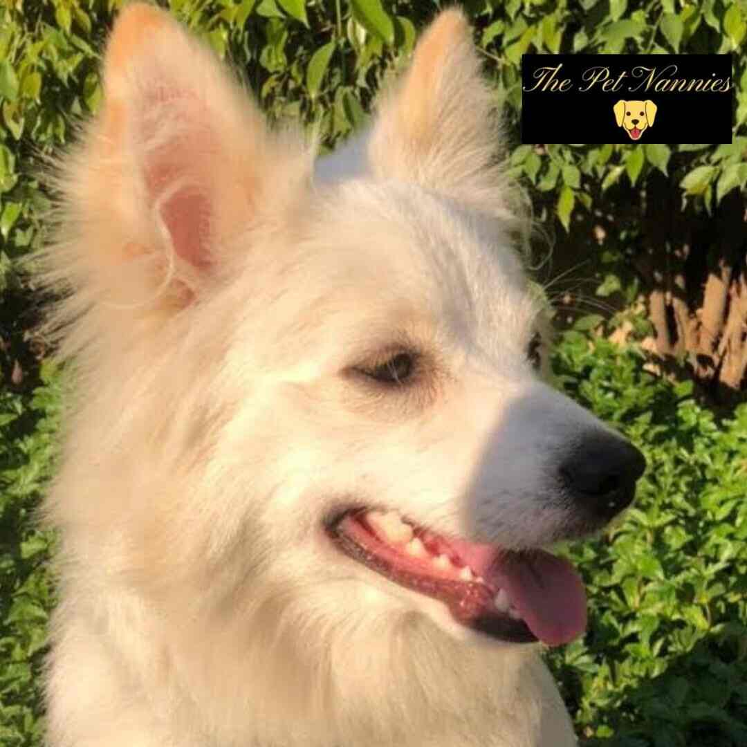 Top Dog Creche in Viman Nagar Best Dog Day Care Centres Pune near me