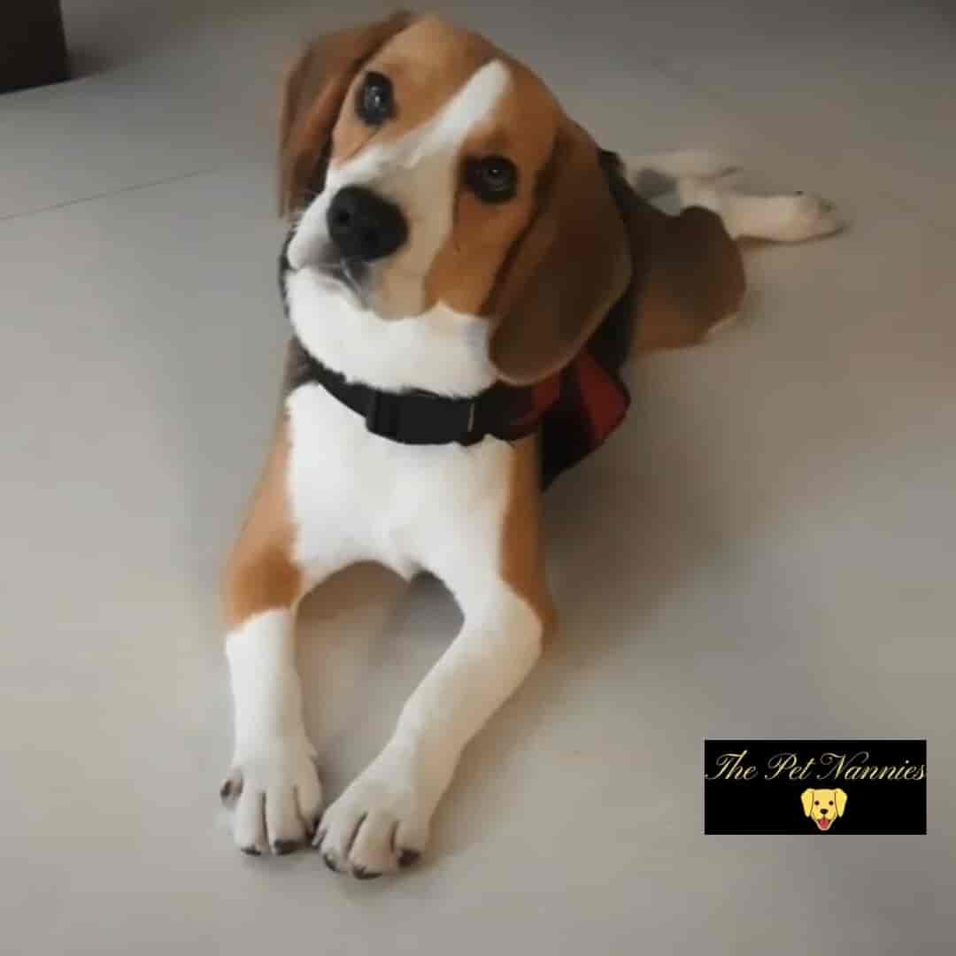 Top Dog Creche in Viman Nagar Best Dog Day Care Centres Pune near me