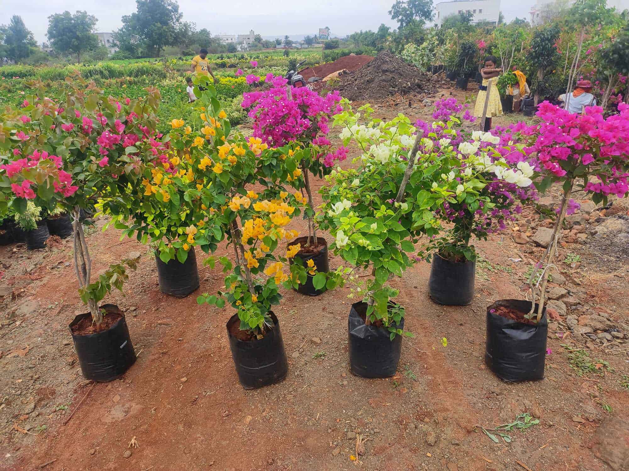Rahul Nursery in Baner,Pune Best Plant Nurseries in Pune Justdial