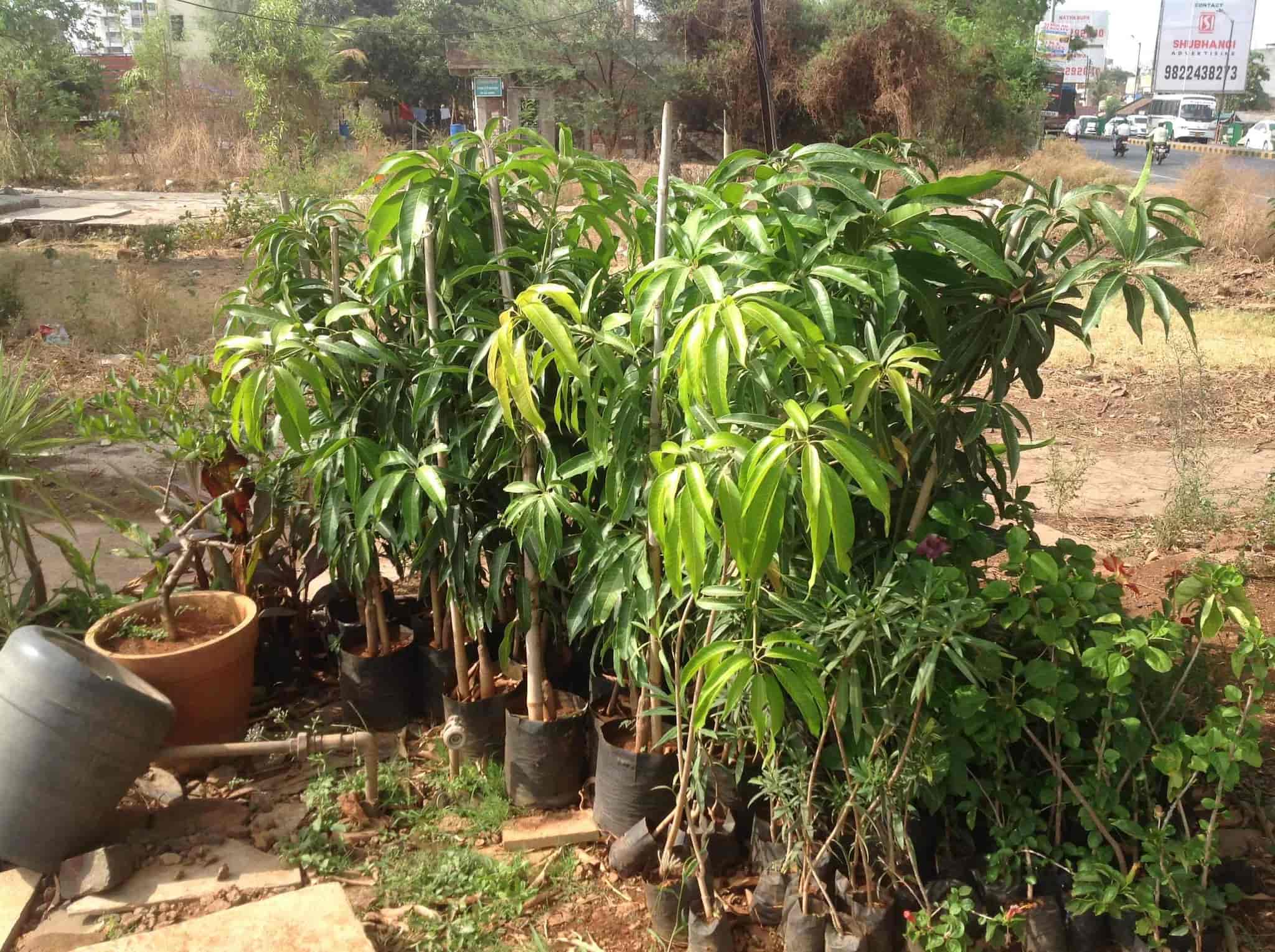 Top Indoor Plant Nursery in Quarter Gate Best Plant Nurseries Justdial