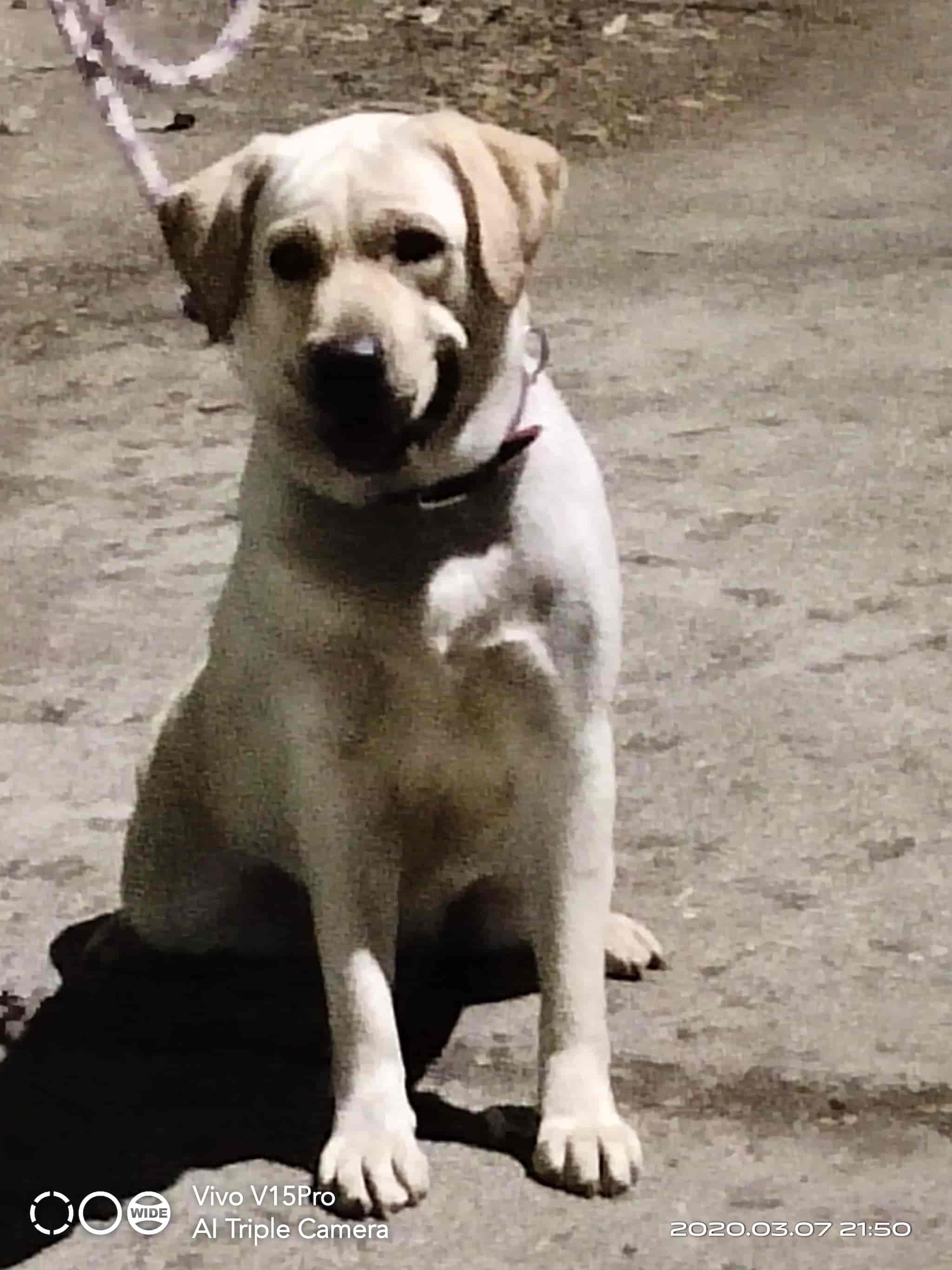 Best Friends Kennel in Camp Pune Best Kennel Service near me in Pune Justdial