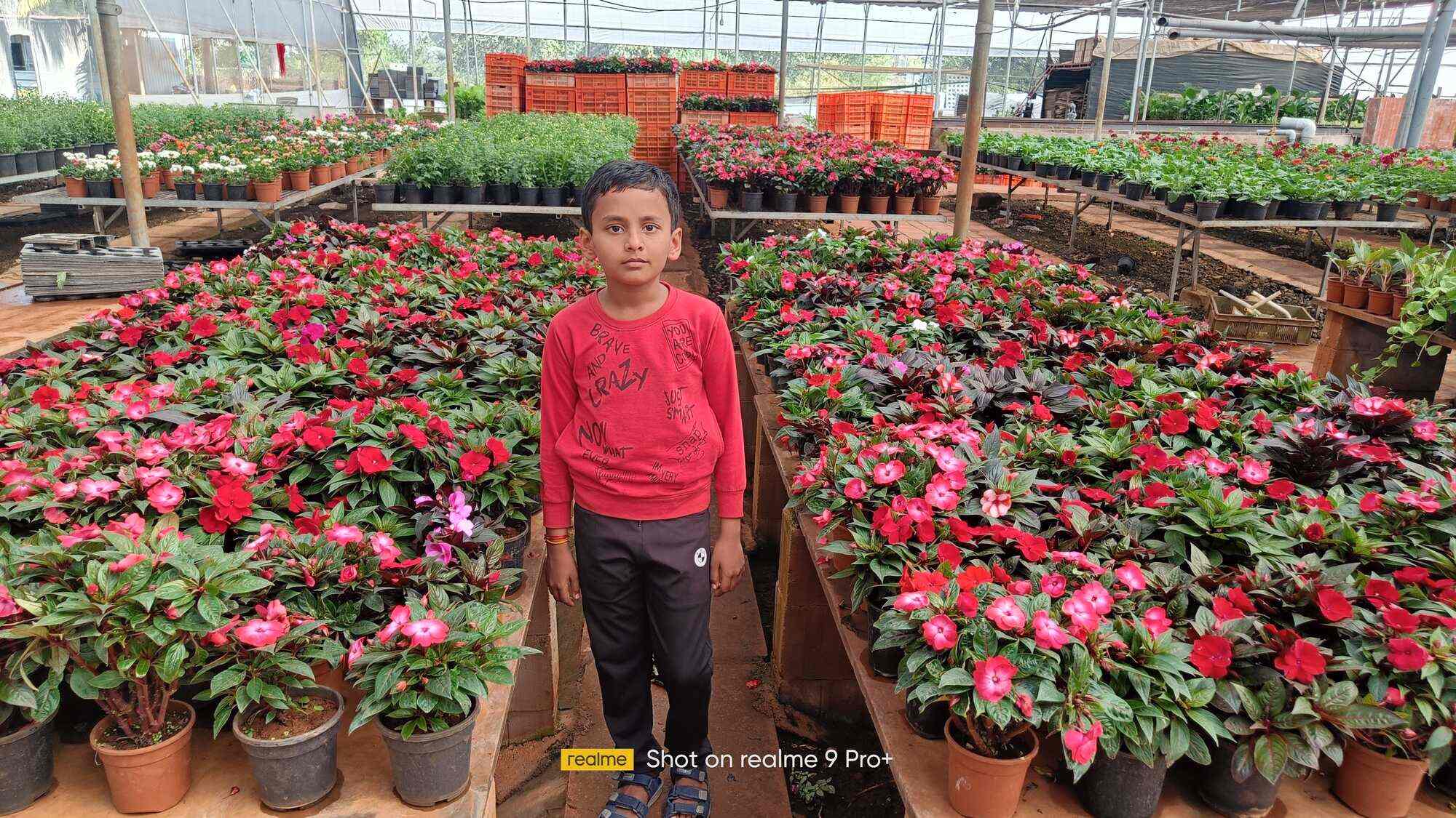 Top Plant Nurseries in Quarter Gate,Pune Best Government Plant Nurseries near me Justdial