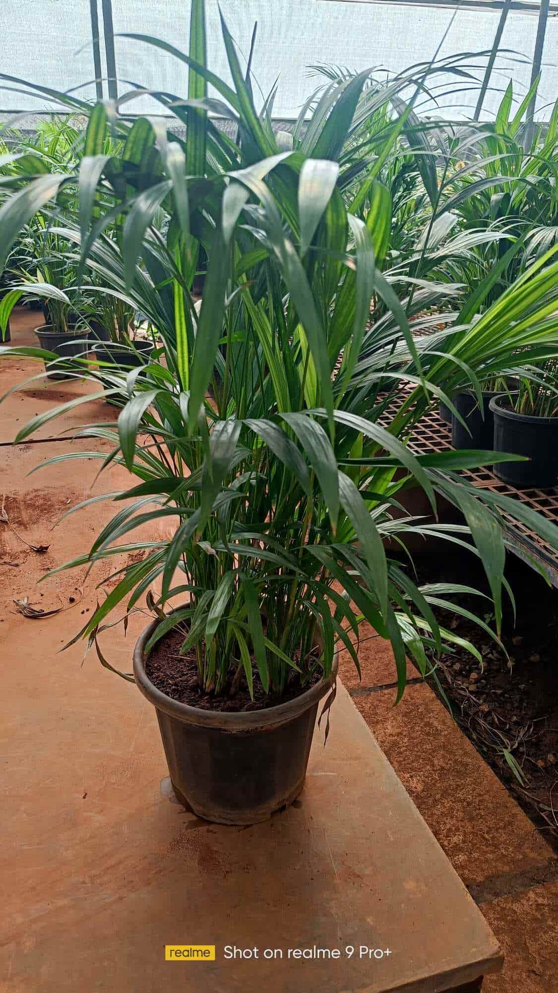 Top Plant Nurseries in Quarter Gate,Pune Best Government Plant