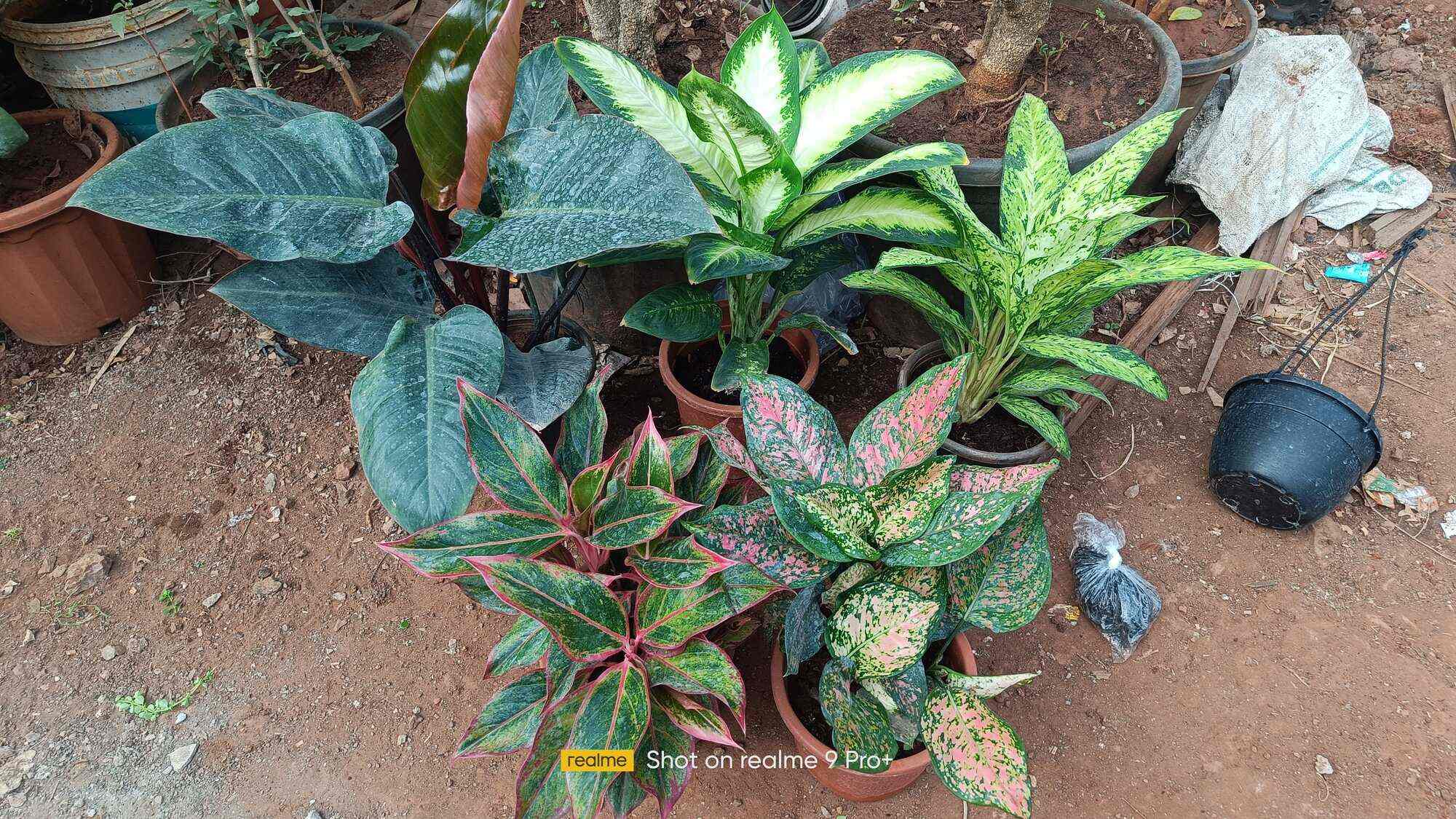 Top Plant Nurseries in Quarter Gate,Pune Best Government Plant Nurseries near me Justdial