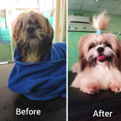 Glamour Dogs Pet Grooming Salon in Undri,Pune - Best Pet Care Takers in Pune - Justdial Glamour Dogs Pet Grooming Salon in Undri,Pune - Best Pet Care Takers in Pune - Justdial