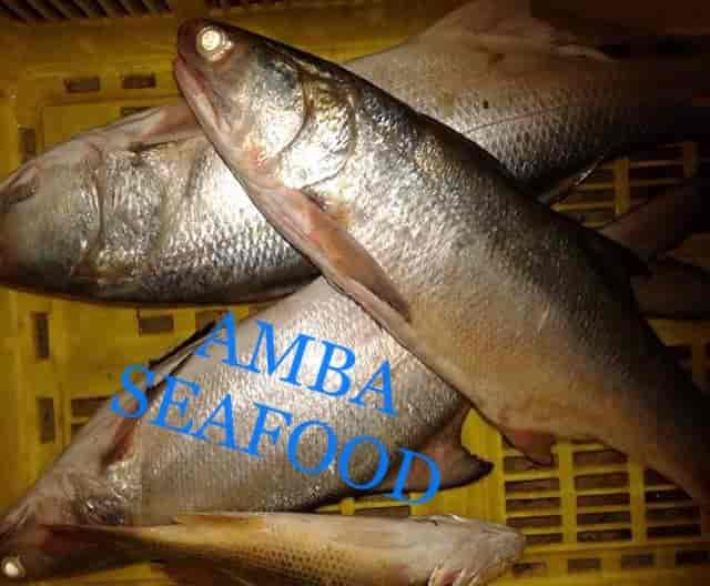 Fish Retailers in Katraj, Pune Fish Suppliers Justdial