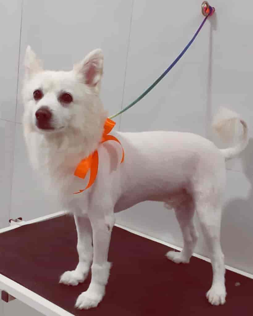 Pets Glorious in Nigdi,Pune Best Pet Shops For Dog in Pune Justdial