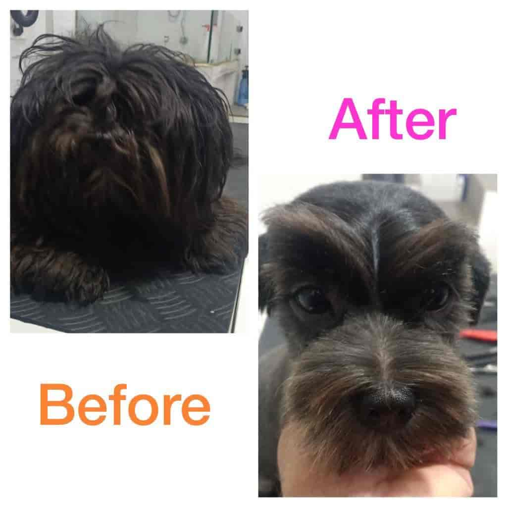 Pets Glorious in Nigdi,Pune Best Pet Shops For Dog in Pune Justdial