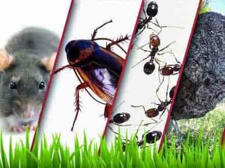 Eco Care Pest Control Sinhagad Road Vadgaon Budruk Residential Eco Care Pest Control Sinhagad Road Vadgaon Budruk Residential Services In Pune Justdial