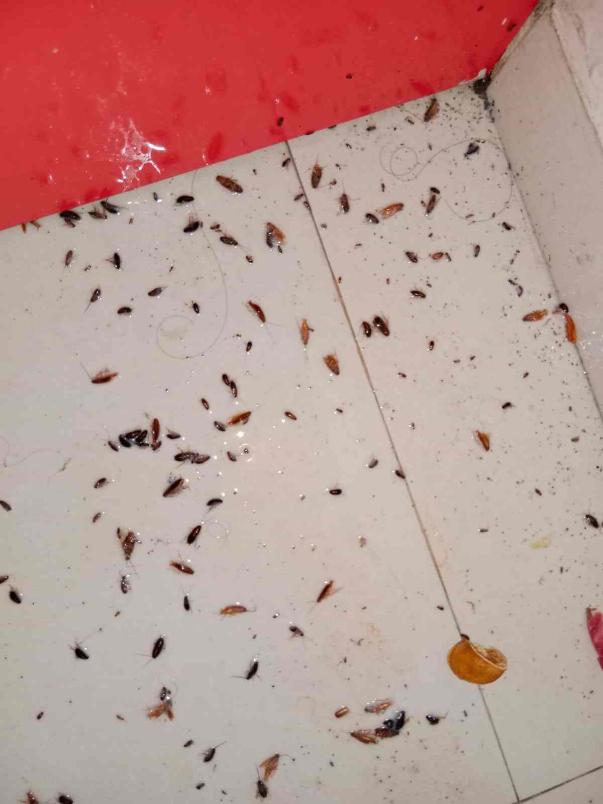 Top Pest Control Services in Gandhi NagarPimpri Best Residential