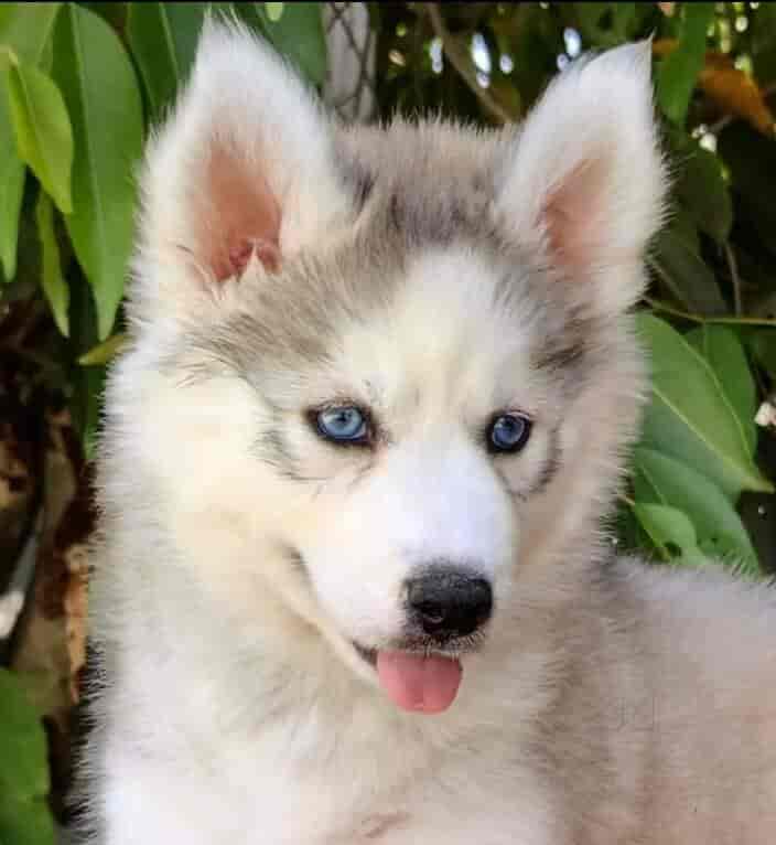 Labrador Retriever Husky Lab Pitbull Husky Mix Puppies Price Top