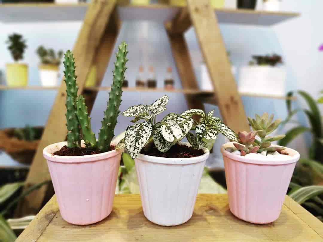 Top Plant Nurseries in Quarter Gate,Pune Best Government Plant Nurseries near me Justdial