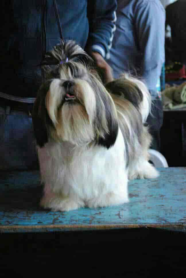 Top 100 Kennel Dealers in Pune Justdial