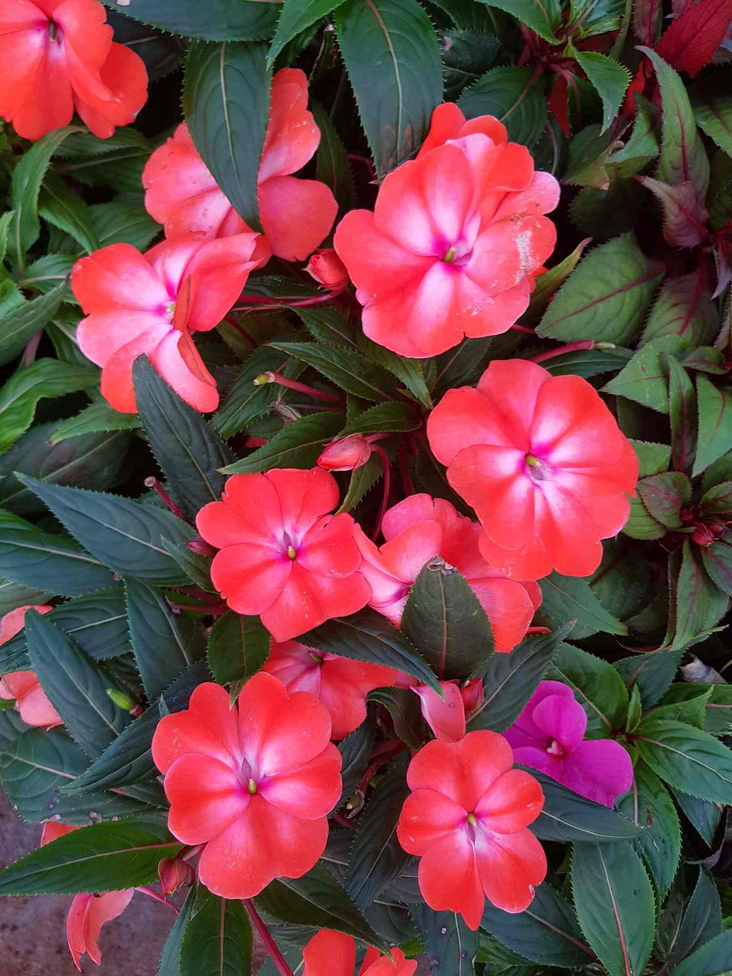Greenearth Nursery, Viman Nagar Plant Nurseries in Pune Justdial
