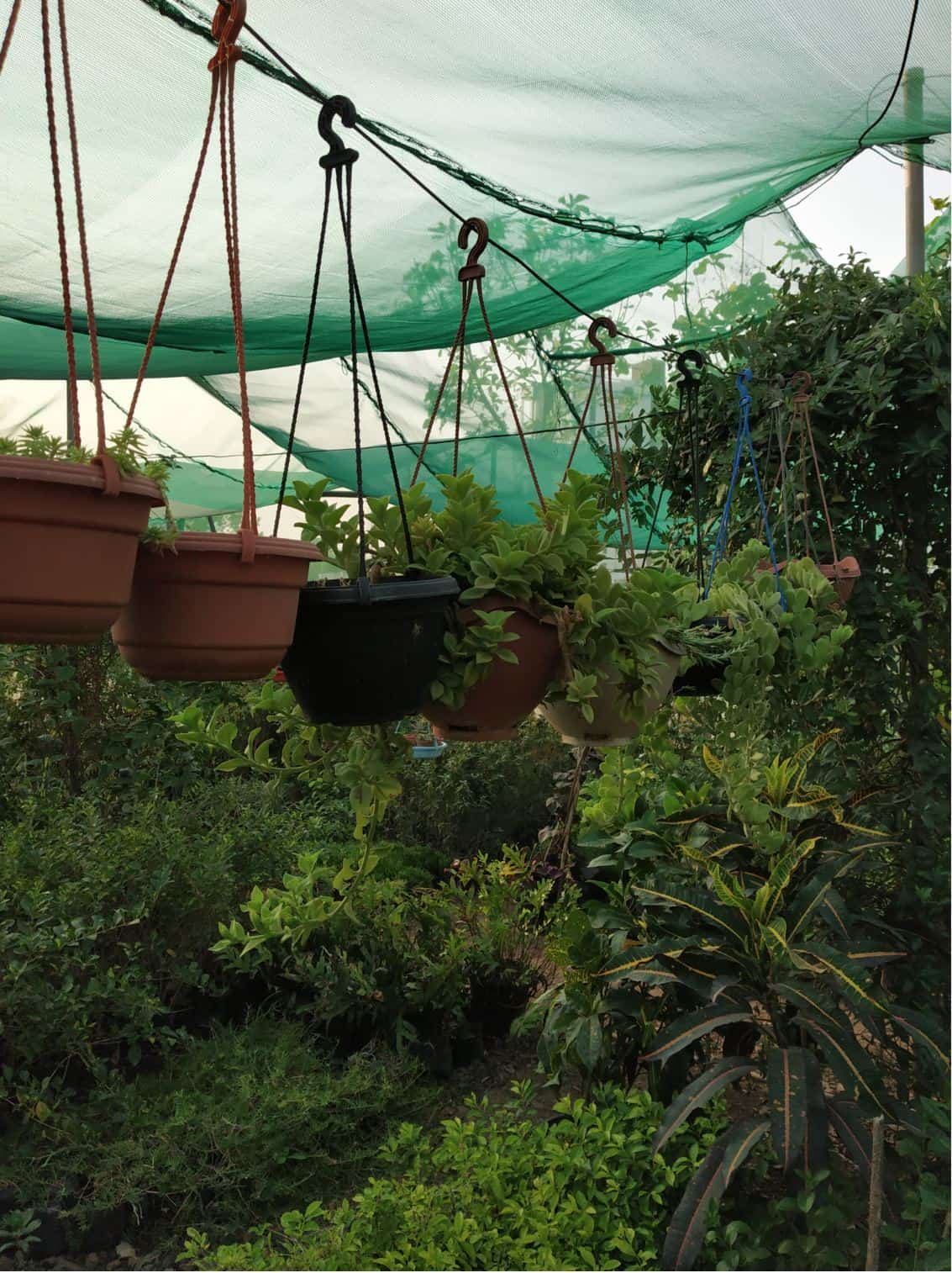 Green World Plant Nursery in Wagholi,Pune Best Fruit Plant Nurseries