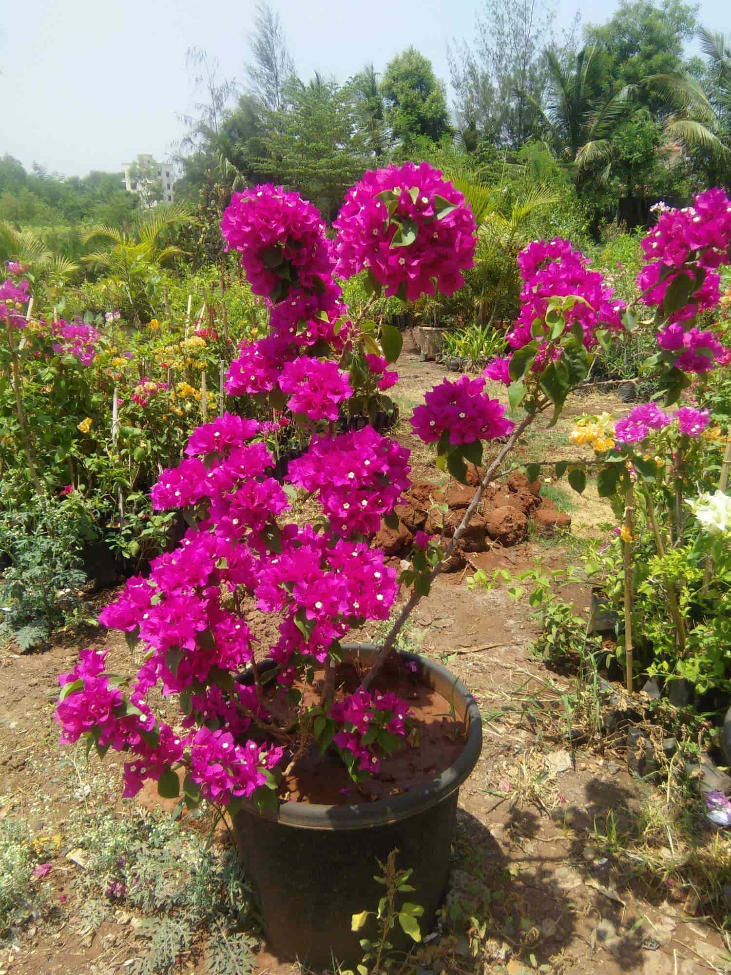Divya Nursery Manjari Farm Plant Nurseries In Pune Justdial