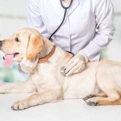 Pet Aid in Erandwane - Best Veterinary Clinics in Pune - Justdial Pet Aid in Erandwane - Best Veterinary Clinics in Pune - Justdial