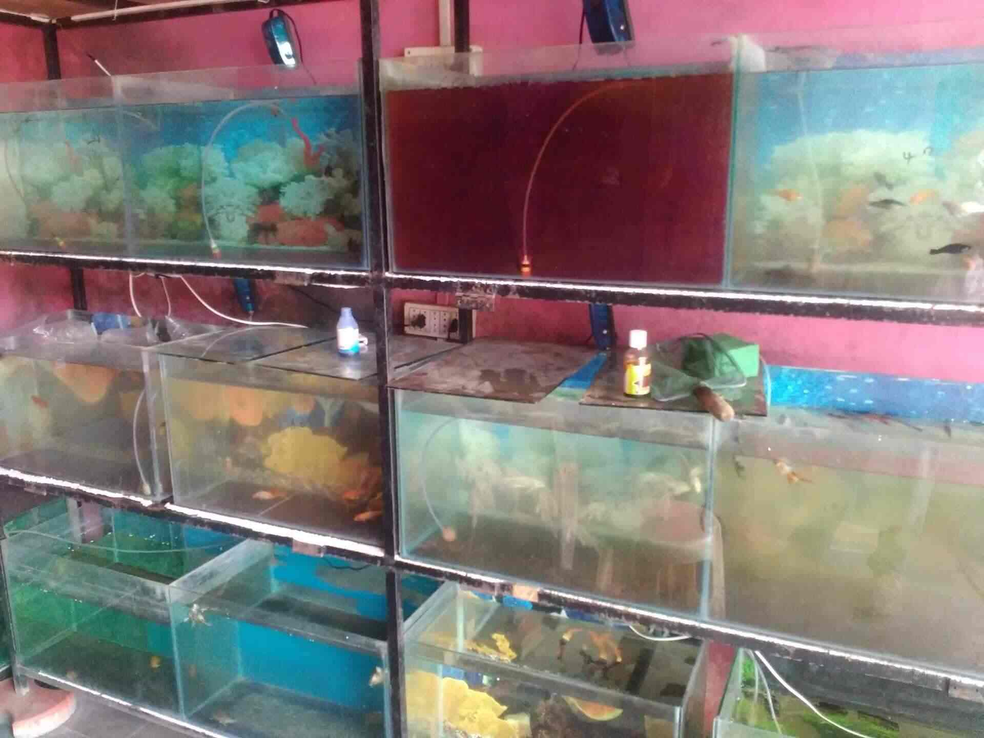 pet shop and aquarium