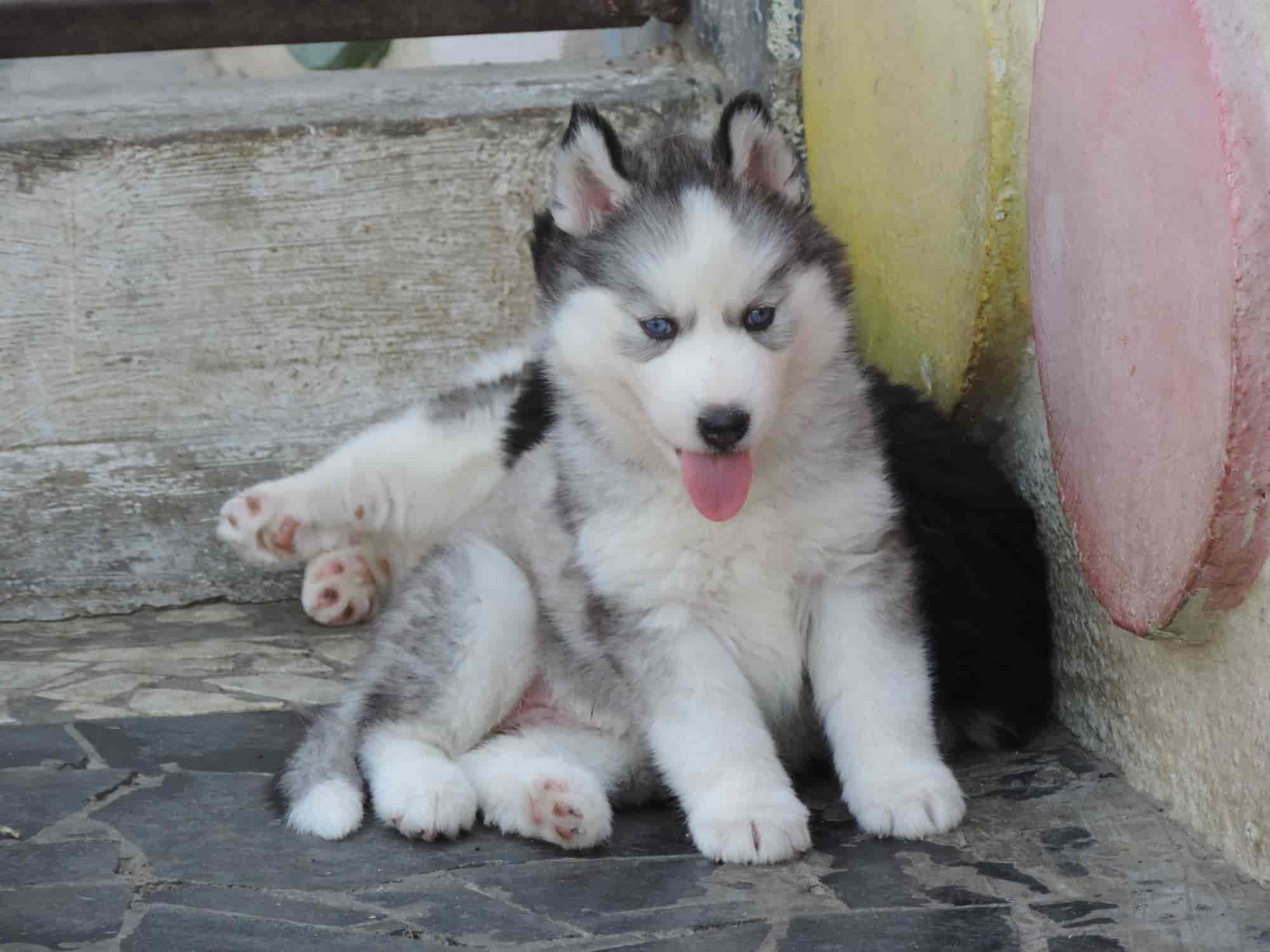 Sg Gaikwad Pet's Kennel in TadiwalaKoregaon Park,Pune Best Kennel