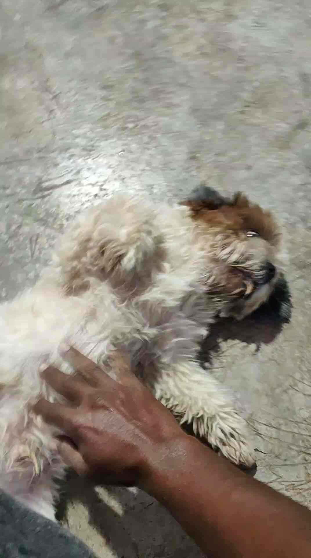 Apha K9 Dog Hostel & Boarding in Tathawade,Pune Best Dog Creche in Pune Justdial