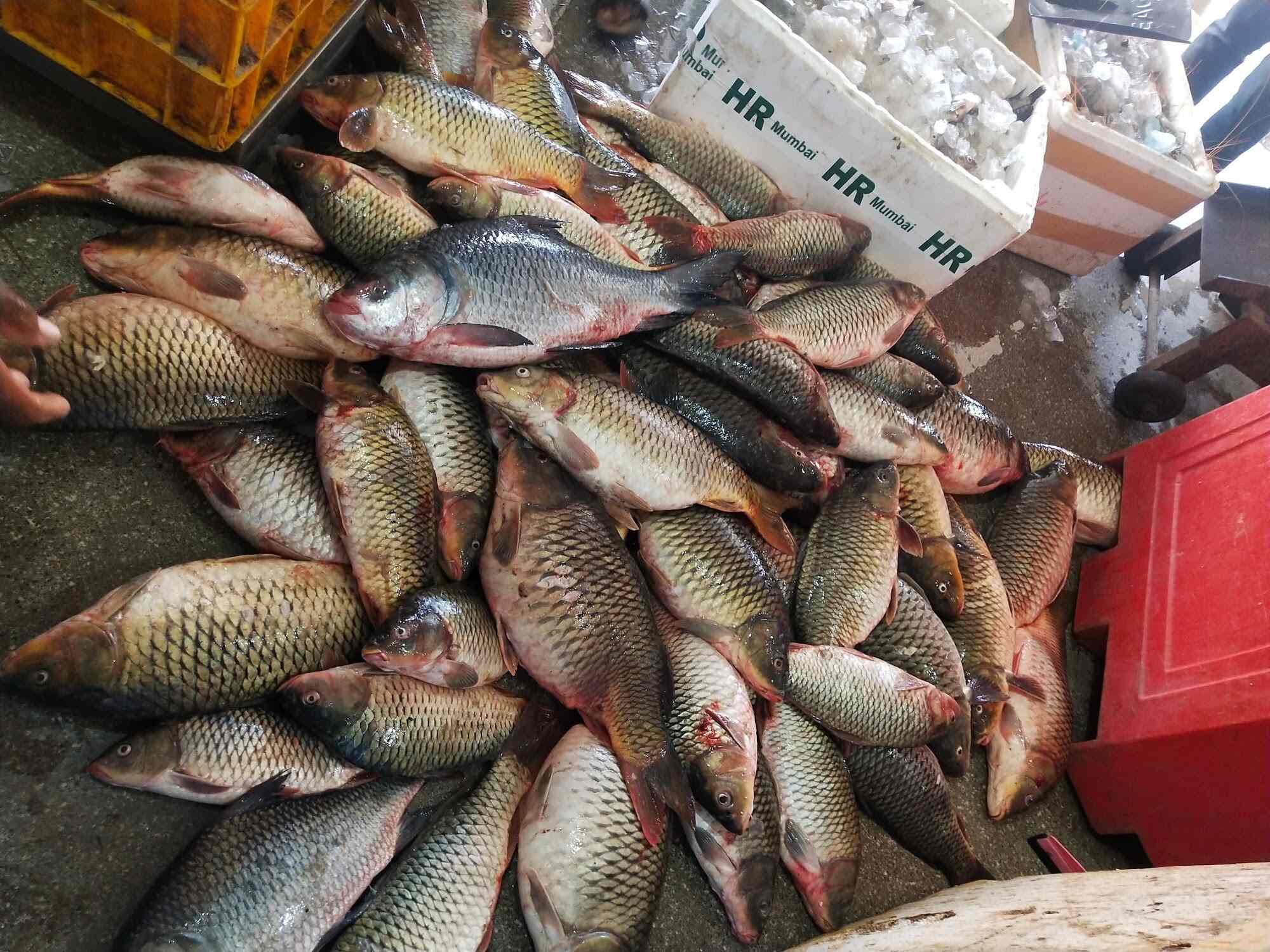Akash Fish Merchant in Junnar,Pune Best Frozen Fish Retailers in Pune