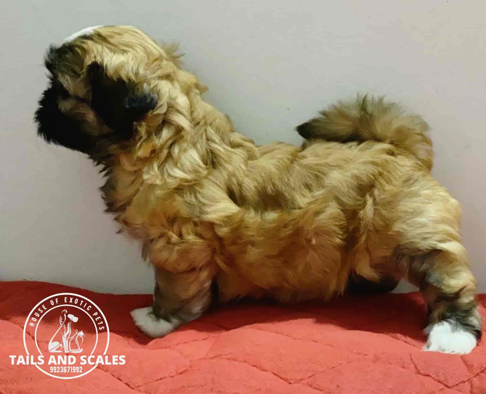 Tails And Scales in Salisbury ParkBibvewadi,Pune Best Pet Shops in