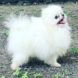 Top Pet Shops For Pomeranian Dog in Raebareli Best Pet Shops For