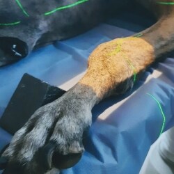 Animal Care Centre Veterinary Clinic in Rae Bareli - Best Veterinary Clinics in Raebareli - Justdial Animal Care Centre Veterinary Clinic in Rae Bareli - Best Veterinary Clinics in Raebareli - Justdial