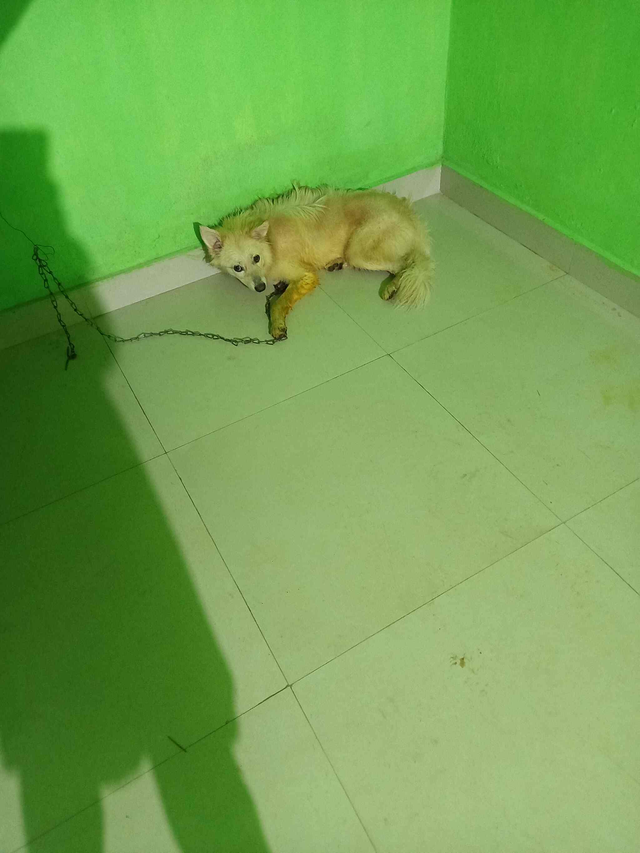 Top Public Veterinary Hospitals in Nabarangpur Best Government Animal