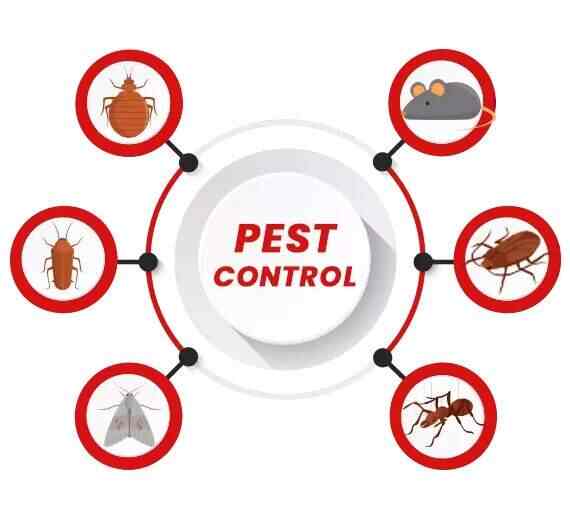 S S Pest Control in Amlihdih,Raipurchhattisgarh Best Commercial Pest