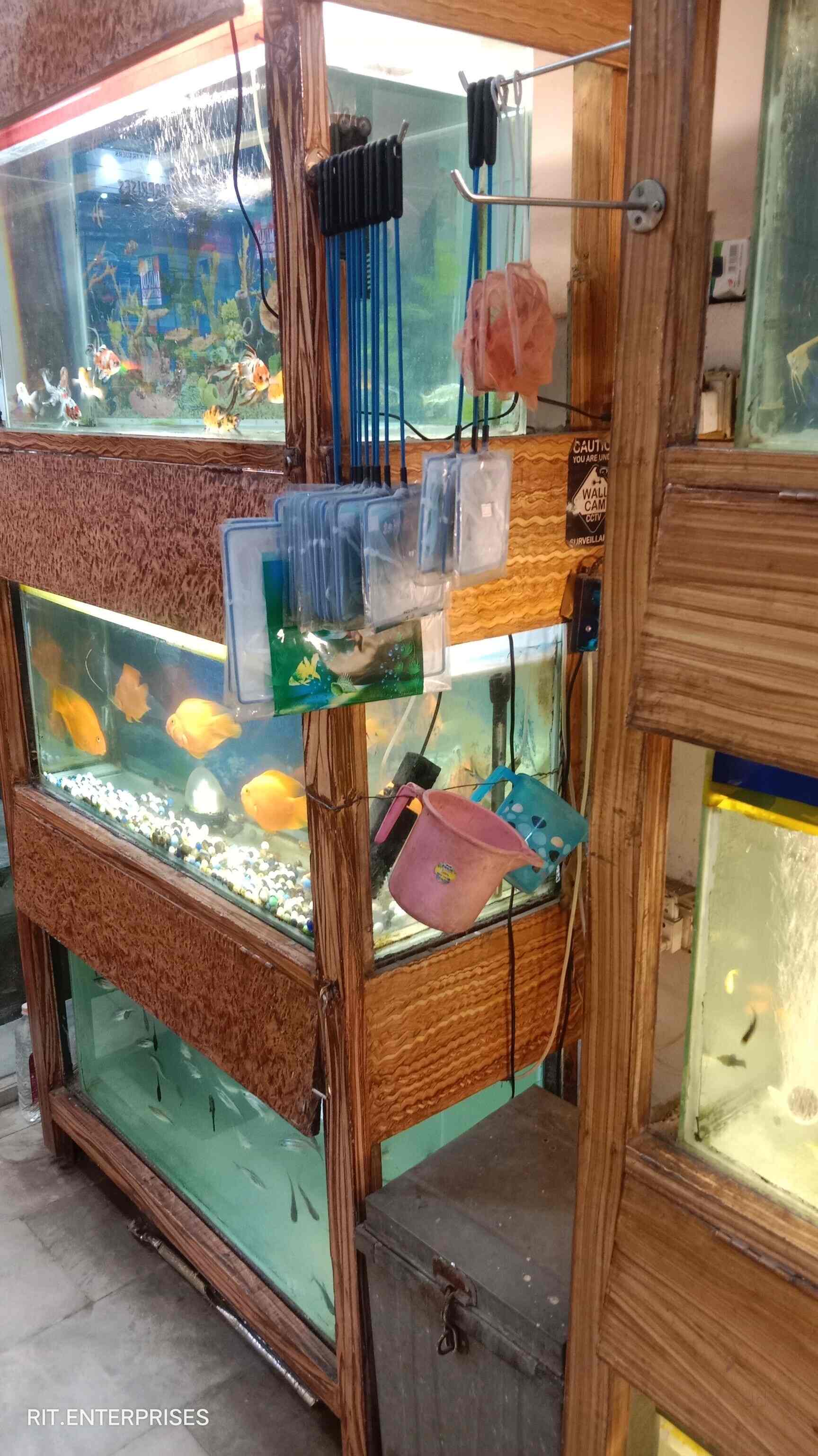 Top Fish Seed Dealers in RaipurChhattisgarh near me Justdial